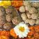 Bina Talati's cooksnap of when they made તલ ની ચીકી.