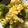 Chen CHEN 的 金沙雙花菜 cooksnap
