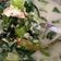 Cooksnap dari Ohrji untuk resep Sayur bobor sawi