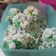 Cooksnap dari Lellya grefi untuk resep Klepon Tepung Ketan