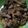 Cooksnap dari Damai untuk resep Tongseng Daging (RECOMENDED) #kitaberbagi
