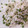 El cooksnap de Number One cuando hizo Arroz blanco con guisantes.