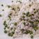 El cooksnap de Number One cuando hizo Arroz blanco con guisantes.