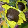 Cooksnap dari Hermina Akun untuk resep Brownies kukus 6 sdm