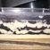 Cooksnap dari Rumayna Purwati untuk resep Cheesecake Lumer Oreo