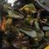 Cooksnap dari Layin Chori untuk resep Kerang Hijau Bumbu Kuning