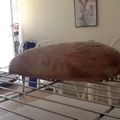 cai's cooksnap of when they made White bread.