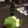 El cooksnap de tamari cuando hizo Romanescu con refrito.