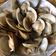 Rowena Tsang 的 薑絲炒蛤蜊 cooksnap