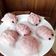 Cooksnap dari Aanggie Cooking untuk resep Bakpao ubi ungu ala xanderskitchen