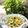 il Paola Catalano quando ha preparato Trofie al pesto di rucola e noci