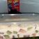 Cooksnap dari Tina untuk resep Salad Jelly