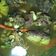 Cooksnap dari Herlina Handayani untuk resep Pindang Tulang Palembang #KitaBerbagi