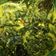 Cooksnap dari Renartha untuk resep Daun singkong santan enak
