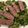 Carol Hursey's cooksnap of when they made Watercress Steak Salad.