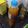 Cooksnap dari Fei Saurik untuk resep 70) jamu kunyit asem