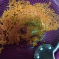 Cooksnap dari Devi Damayanti untuk resep Kremesan Renyah Bersarang (Tanpa Baking Powder)