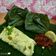 Cooksnap dari Mila🧕🏻 untuk resep Pepes tahu jamur