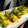 Abhipsha Sahoo's cooksnap of when they made Coconut stuffed Mango Khandvi.