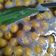 Cooksnap dari Reyna Azka untuk resep Bubur candil ubi orange