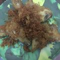 Cooksnap dari Diah NayRa Wardha untuk resep Ayam goreng bumbu serundeng