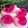Cooksnap dari Cezie Liem untuk resep Puding Buah naga Dan pisang