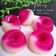 Cooksnap dari Cezie Liem untuk resep Puding Buah naga Dan pisang