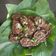 Bijal Preyas Desai's cooksnap of when they made પાતરા (Patra recipe in gujrati).