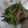 Cooksnap dari Rahma Diyanti untuk resep Cah Kangkung Belacan