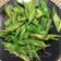 棠棠 的 👩🏻‍🍳醬炒青椒-快速簡易家常菜 cooksnap