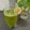 Hetal Poonjani's cooksnap of when they made Spinach Juice - Tasty and Healthy.