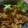 Sehanaz Rizwan's cooksnap of when they made சோயா ஃப்ரை(soya fry recipe in tamil).