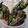 Cooksnap dari Mbok Yo untuk resep Bakwan Daun Singkong - Blendrat