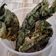 Cooksnap dari Mbok Yo untuk resep Bakwan Daun Singkong - Blendrat