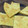 El cooksnap de Florencia Natalie cuando hizo Fainá tradicional con parmesano.