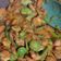 Cooksnap dari Nelda Rahmi untuk resep Tempoyak Tumis Udang Pete Khas Palembang Asli