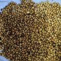 Cooksnap dari Rumi untuk resep Kacang Bawang Renyah Dan Gurih