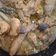 Cooksnap dari Dee.cook untuk resep Ayam gota tanpa gota (darah)