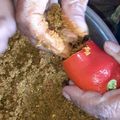  Chef Richa pathak. का कुकस्नैप जब उन्होंने भरवा लाल मिर्च अचार (bharwa lal mirch achar recipe in Hindi) बनाया था।