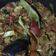 Cooksnap dari Eka Eka untuk resep Tongseng Daging Sapi
