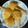 Debalina Sarkar Sutradhar's cooksnap of when they made মঙ্গো কুলফি (Mango kulfirecipe in Bengali).