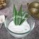 Cooksnap dari Puji Winarni untuk resep Areh Bikang Cukil