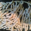 El cooksnap de Maya Becco cuando hizo Grisines de queso y orégano.