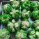 Cooksnap dari Sepiana Ayu untuk resep Bolu sprite merekah