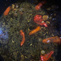 Cooksnap dari aninda rudiastuti untuk resep Rawon Daging Sapi Khas Jawa Timur