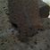 Cooksnap dari Ibu Nonke untuk resep 4. Brownies Kukus Ny Liem