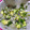 El cooksnap de ₵♡Ϛ❘Ν₳ νΕ₲α₪Ⓐ✍. Salvador. cuando hizo Dip de pitahaya con aguacate.