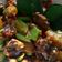 Cooksnap dari devi fitriani untuk resep Sambel Goreng Kentang Buncis Ati Ampela