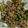 Borwen Leu 的 蔥爆肉絲 cooksnap