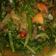 Cooksnap dari Elva Muchtar untuk resep Tumis kangkung campur daging cincang